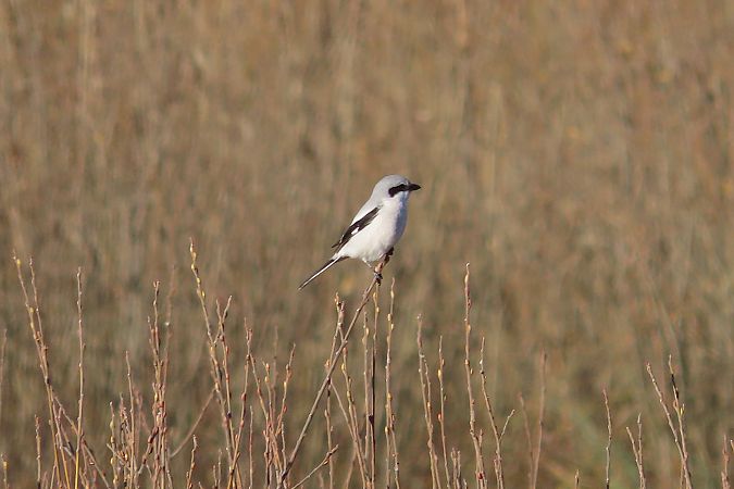 Averla maggiore  - Enrico Bissardella