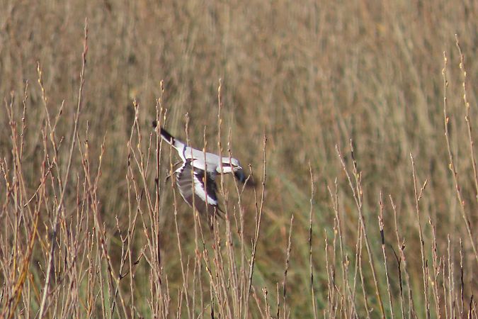 Pie-grièche grise  - Enrico Bissardella