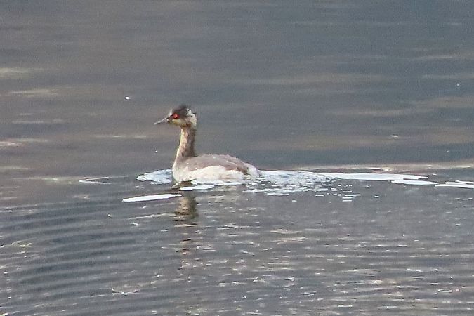 Svasso cornuto  - Enrico Bissardella