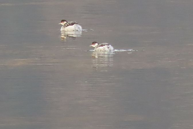 Svasso piccolo  - Enrico Bissardella