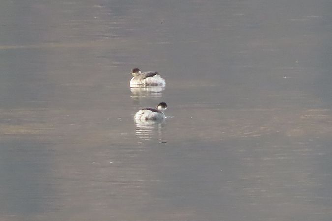 Svasso piccolo  - Enrico Bissardella