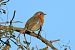 Pettirosso (Erithacus rubecula) © Giuseppe Colombo