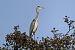 Graureiher (Ardea cinerea) © Giuseppe Colombo