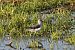 Pantana (Tringa nebularia) © Alessio Mannello