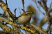 Common Firecrest (Regulus ignicapilla) © Alan Morassut