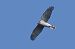 Sparviere (Accipiter nisus) © Autore sconosciuto