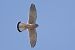 Gheppio (Falco tinnunculus) © Autore sconosciuto