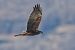Falco di palude (Circus aeruginosus) © Autore sconosciuto