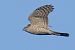 Sparviere (Accipiter nisus) © Autore sconosciuto