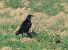 Saatkrähe (Corvus frugilegus) © Ernesto Giovanni Occhiato