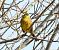 Zigolo giallo (Emberiza citrinella) © Tiziana Ciaghi