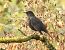 Merlo (Turdus merula) © Tiziana Ciaghi