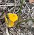 Colias crocea  - Fulvio Fraticelli