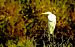 Airone bianco (Ardea alba) © Angelo Matteucci