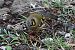 Goldcrest (Regulus regulus) © Claudio Ciullo