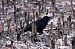 Corvo comune (Corvus frugilegus) © Claudio Ciullo