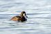 Moretta grigia (Aythya marila) © Pier Podavini