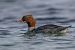Smergo maggiore (Mergus merganser) © Pier Podavini
