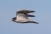 Falco pellegrino (Falco peregrinus) © Maurizio Parenti