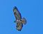 Poiana (Buteo buteo) © Massimo Angei