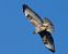 Poiana (Buteo buteo) © Massimo Angei