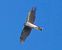 Sparviere (Accipiter nisus) © Massimo Angei