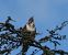 Poiana (Buteo buteo) © Massimo Angei