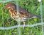 Song Thrush (Turdus philomelos) © Massimo Angei