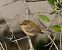 Common Chiffchaff (Phylloscopus collybita) © Massimo Angei