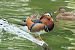 Canard mandarin (Aix galericulata) © Paolo Deimichei