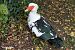 Canard de Barbarie (Cairina moschata f. domestica) © Paolo Deimichei