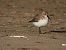 Piovanello pancianera (Calidris alpina) © Danilo Ortenzi