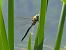 Anax imperator © Stefano Boccardi