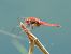 Crocothemis erythraea © Stefano Boccardi