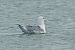 Gabbiano pontico  - Federico Fanesi