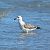 Lesser Black-backed Gull (Larus fuscus) © Federico Fanesi