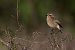 Saltimpalo comune (Saxicola rubicola) © Giacomo Simonini