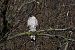Sparviere (Accipiter nisus) © Maurizio Giovannini