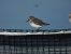 Piovanello pancianera (Calidris alpina) © Francesco Scarton