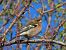 Fringuello (Fringilla coelebs) © Giorgio Leoni