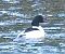 Smergo maggiore (Mergus merganser) © Angelo Pasqua