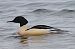 Smergo maggiore (Mergus merganser) © Angelo Pasqua