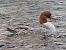 Smergo maggiore (Mergus merganser) © Angelo Pasqua