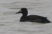 Moretta grigia (Aythya marila) © Maurizio Castellucci
