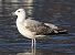 Gabbiano pontico (Larus cachinnans) © Enrico Viganò