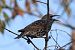 Storno (Sturnus vulgaris) © Filippo Ferraioli