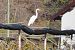 Airone bianco (Ardea alba) © Enrico Bissardella