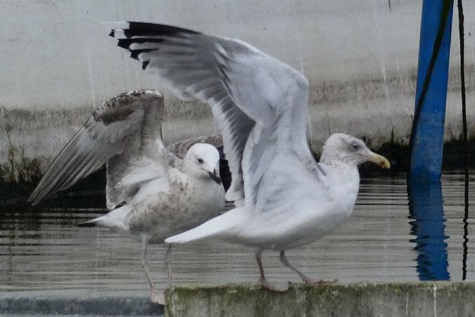 Gabbiano nordico  - Massimiliano Pidò