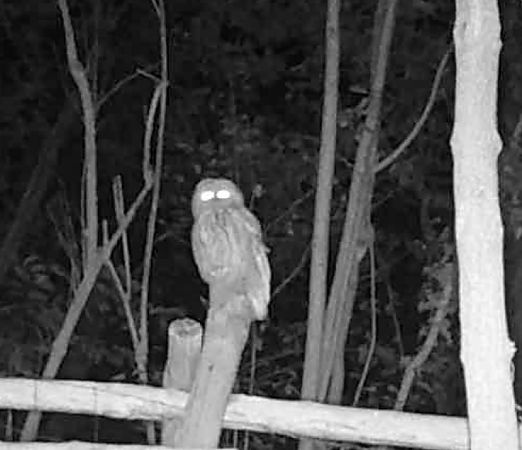 Allocco  - Antonio Pupo