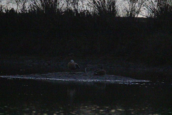 Casarca  - Antonio Pupo